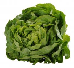 Kopfsalat