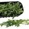 Rucola /Rauke