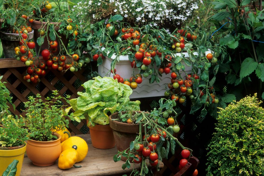 Bio Gemüse auf dem Balkon